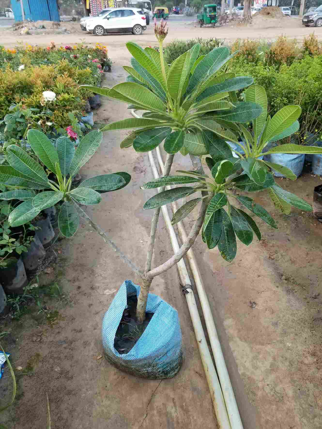 Plumeria Alba / Champa