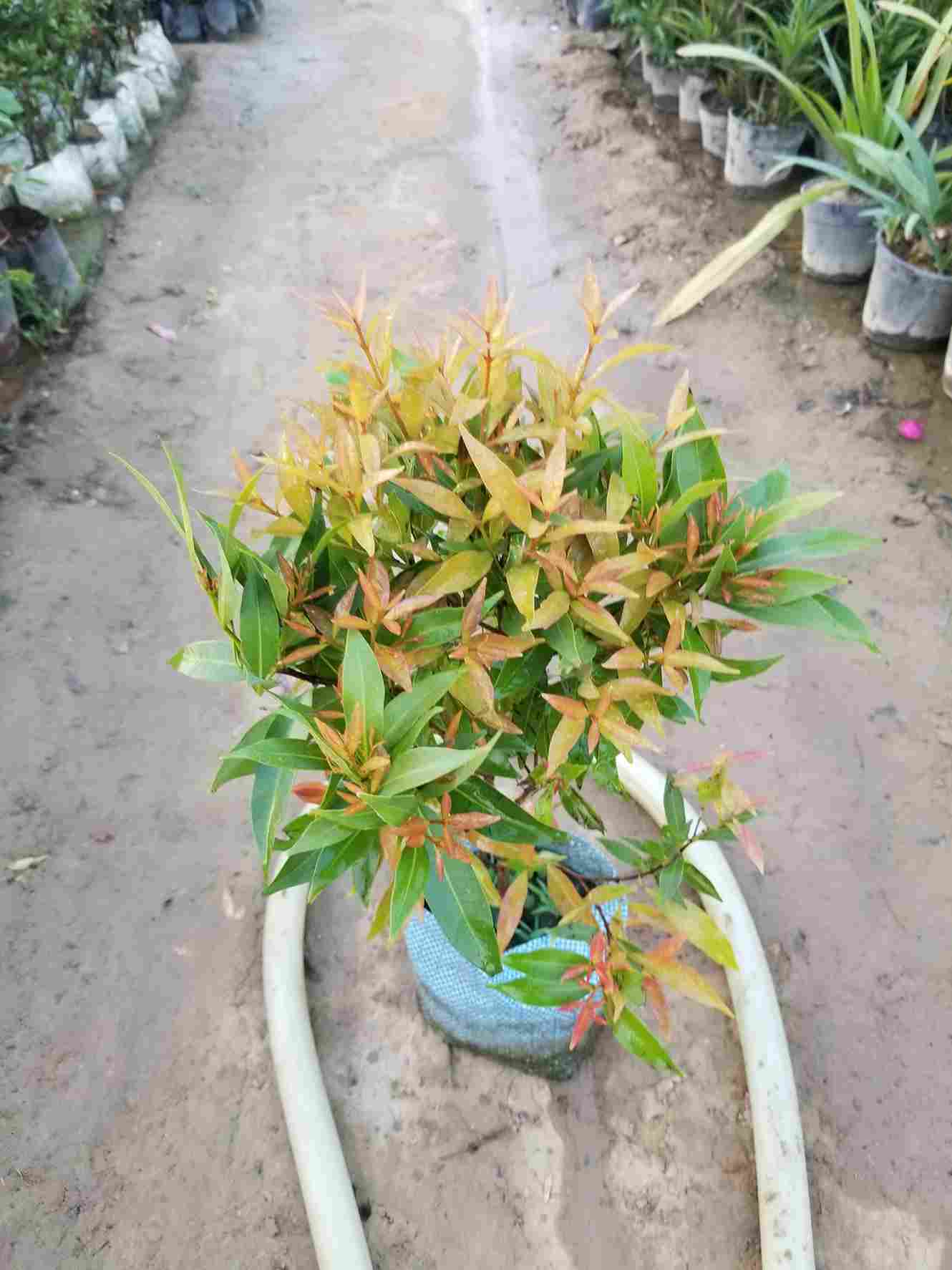 Syzygium Plant