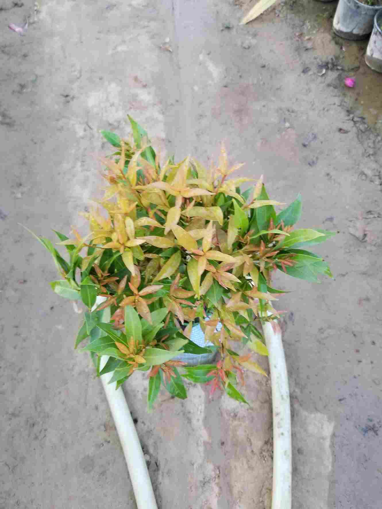 Syzygium Plant