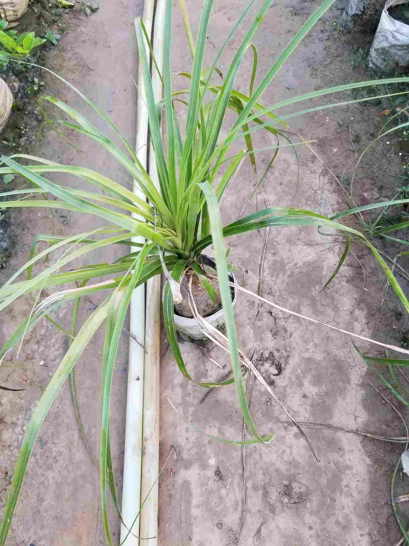 Ponytail Palm