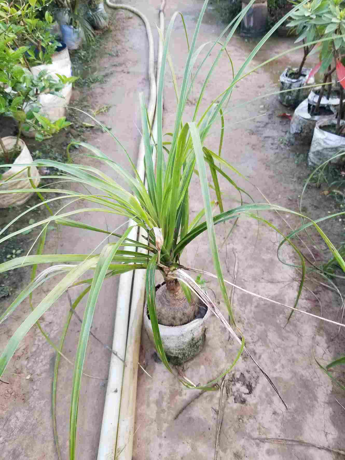 Ponytail Palm