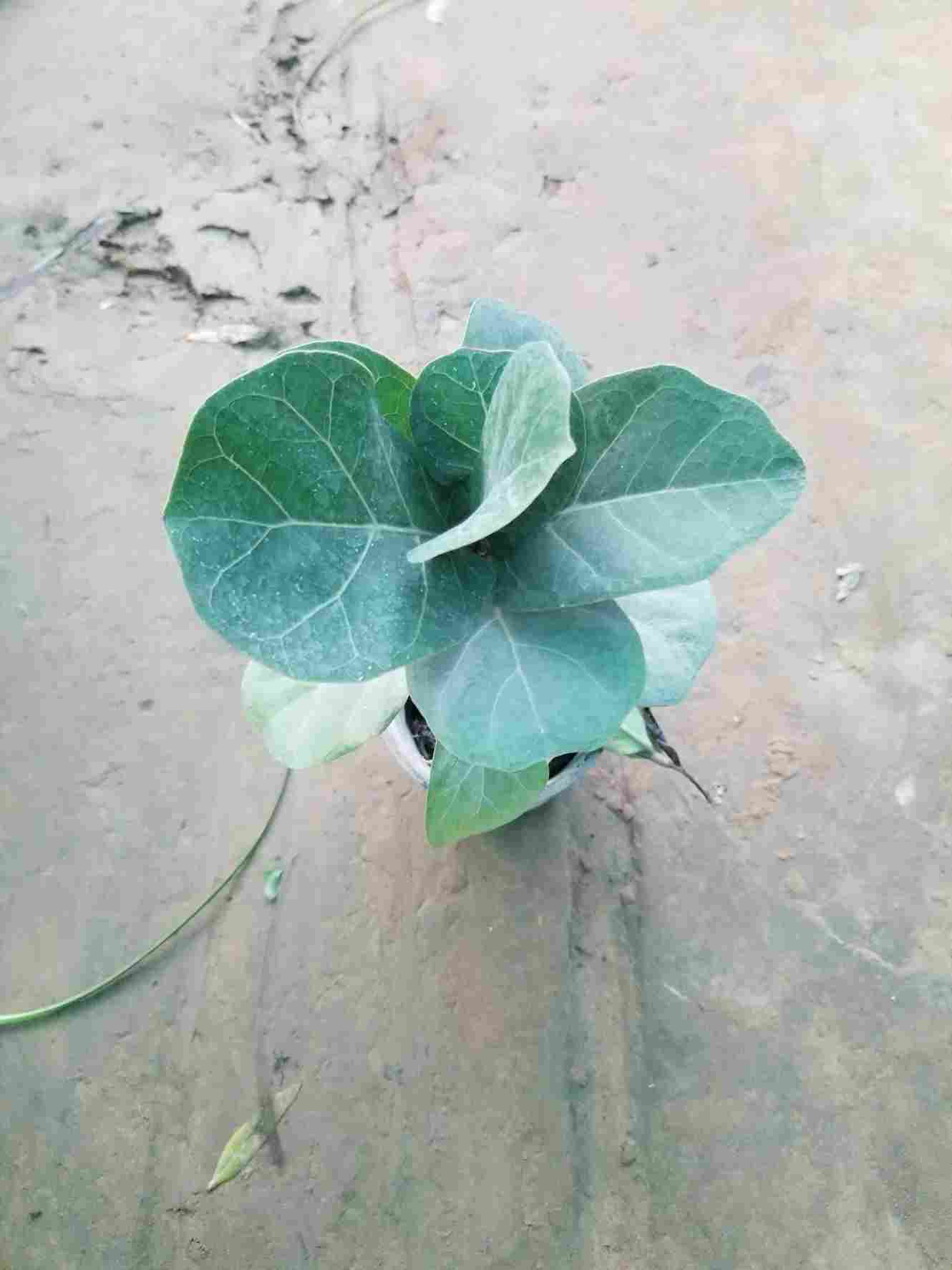 Fiddle Leaf Fig Plants