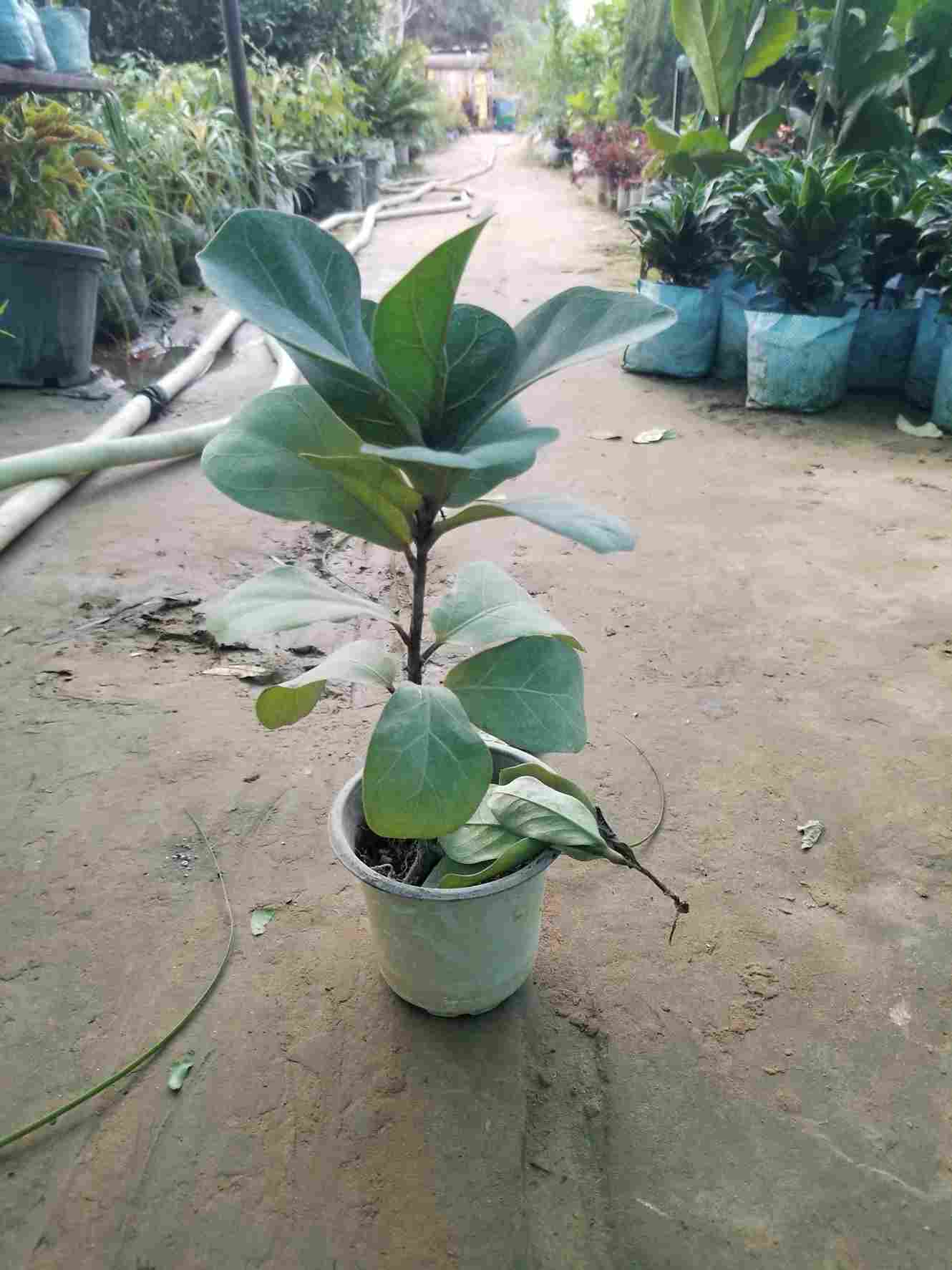 Fiddle Leaf Fig Plants
