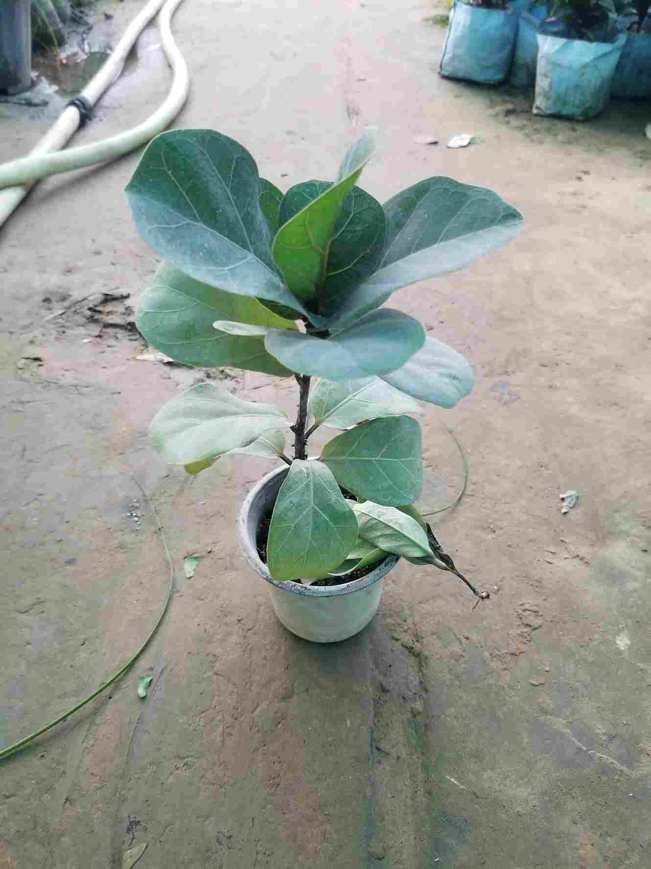 Fiddle Leaf Fig Plants