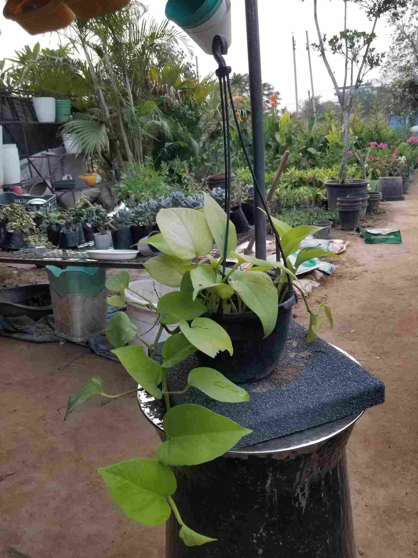 Money Plants