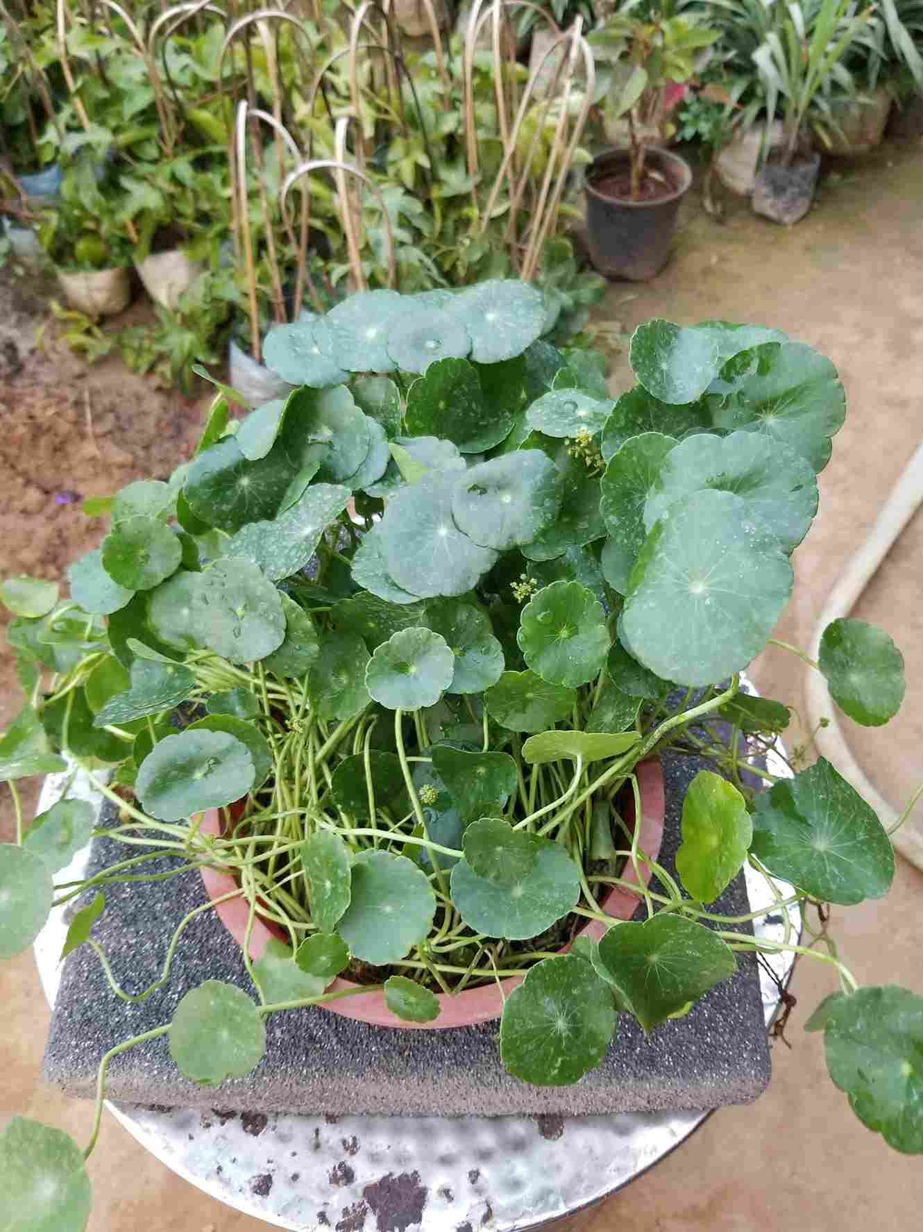 Water Pennywort