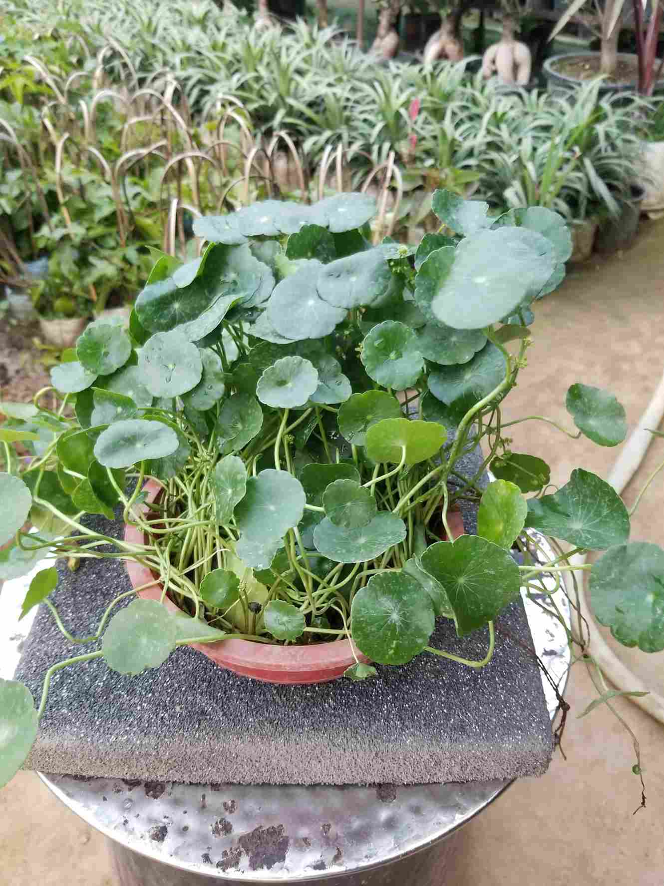 Water Pennywort