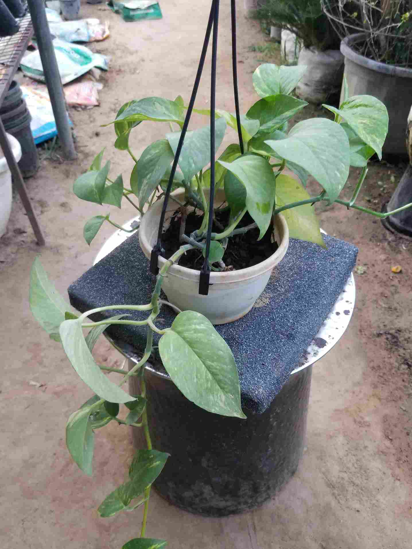 Money Plants