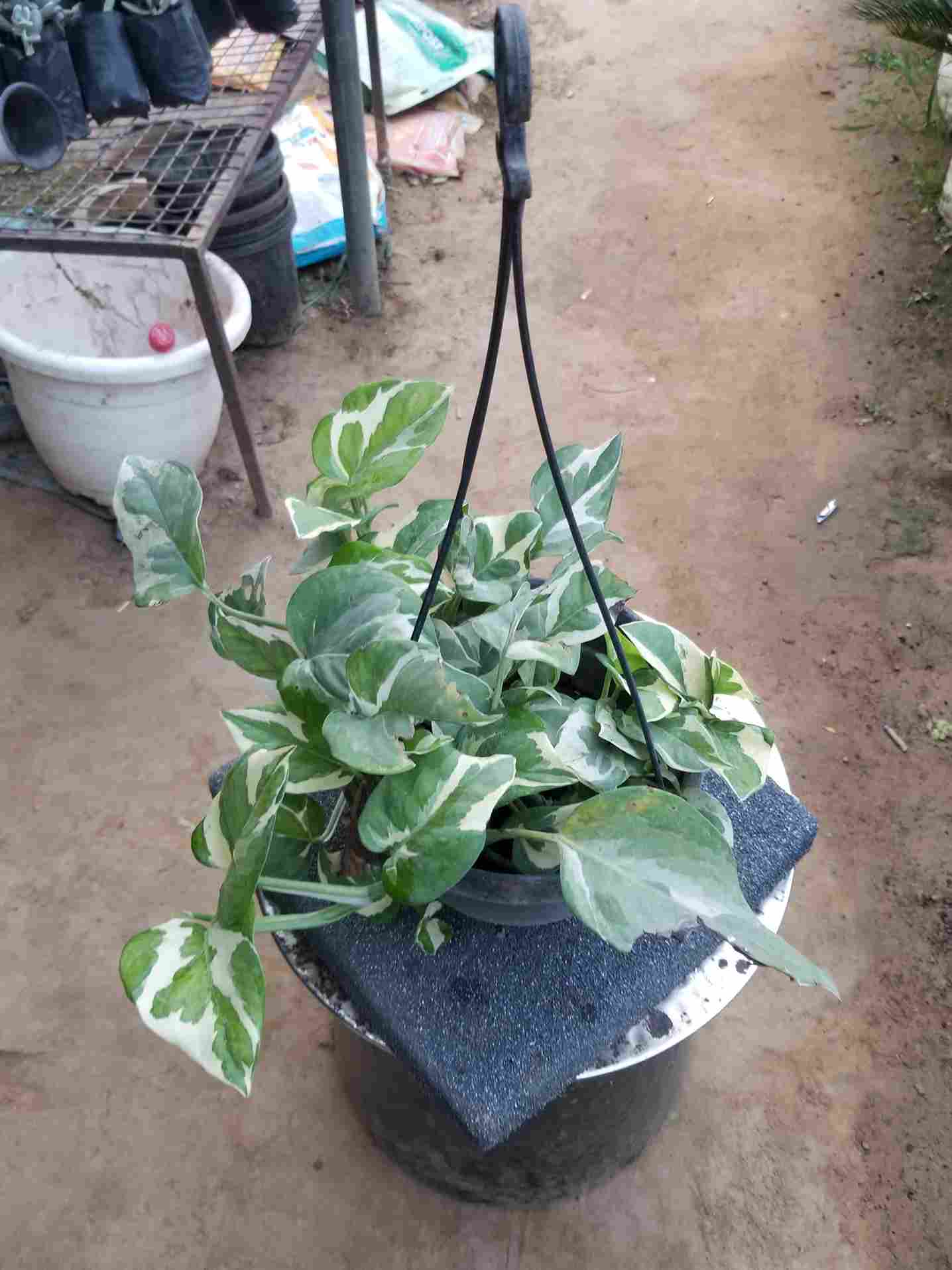N' Joy Pothos / Money Plants