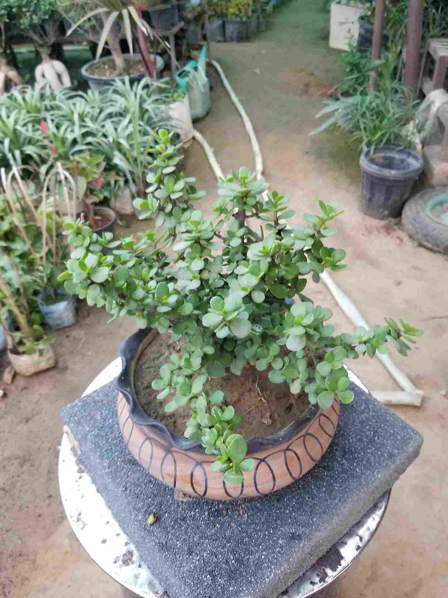 Jade Plant