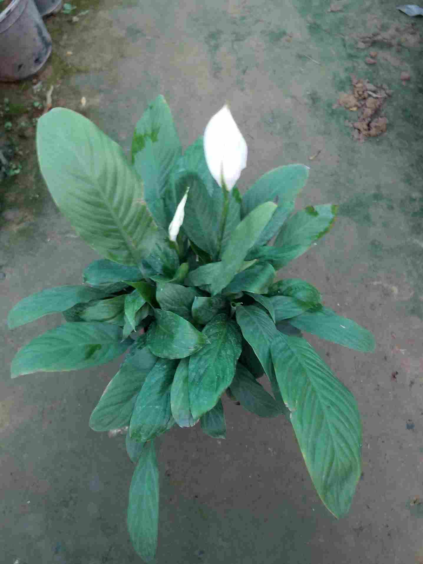 Peace Lilly