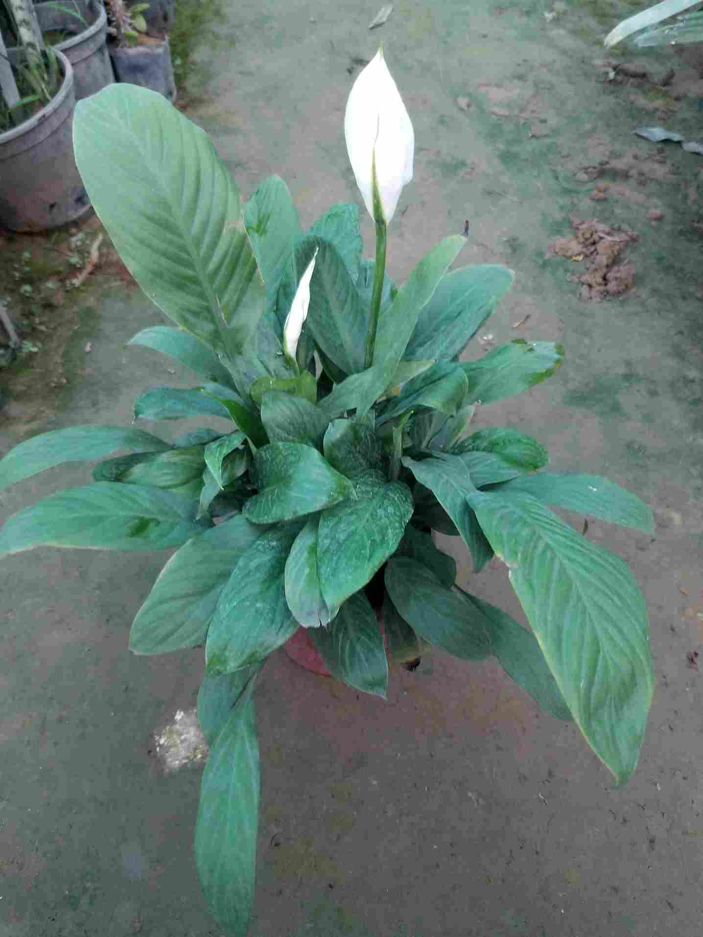 Peace Lilly