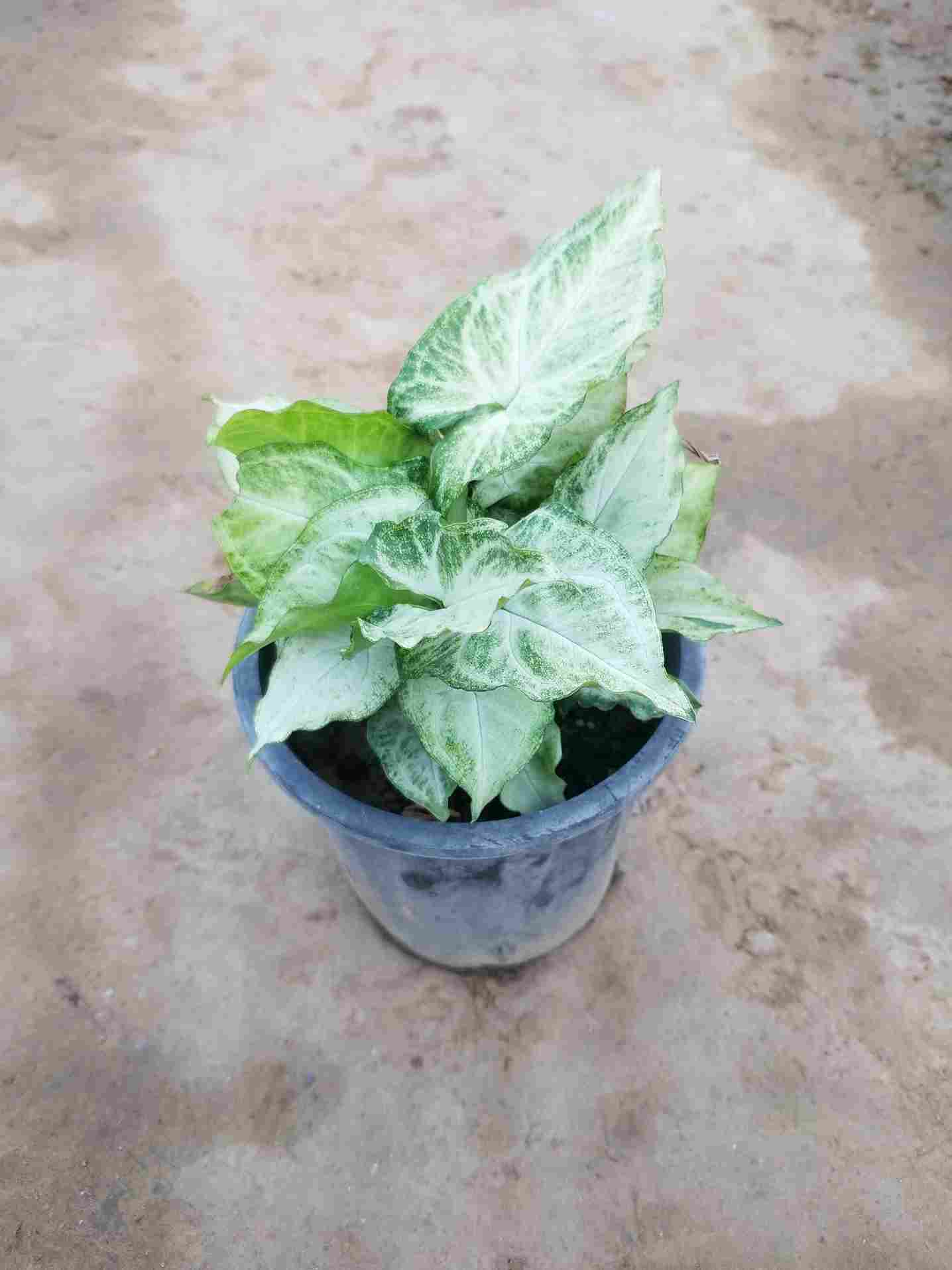 Syngonium Podophyllum