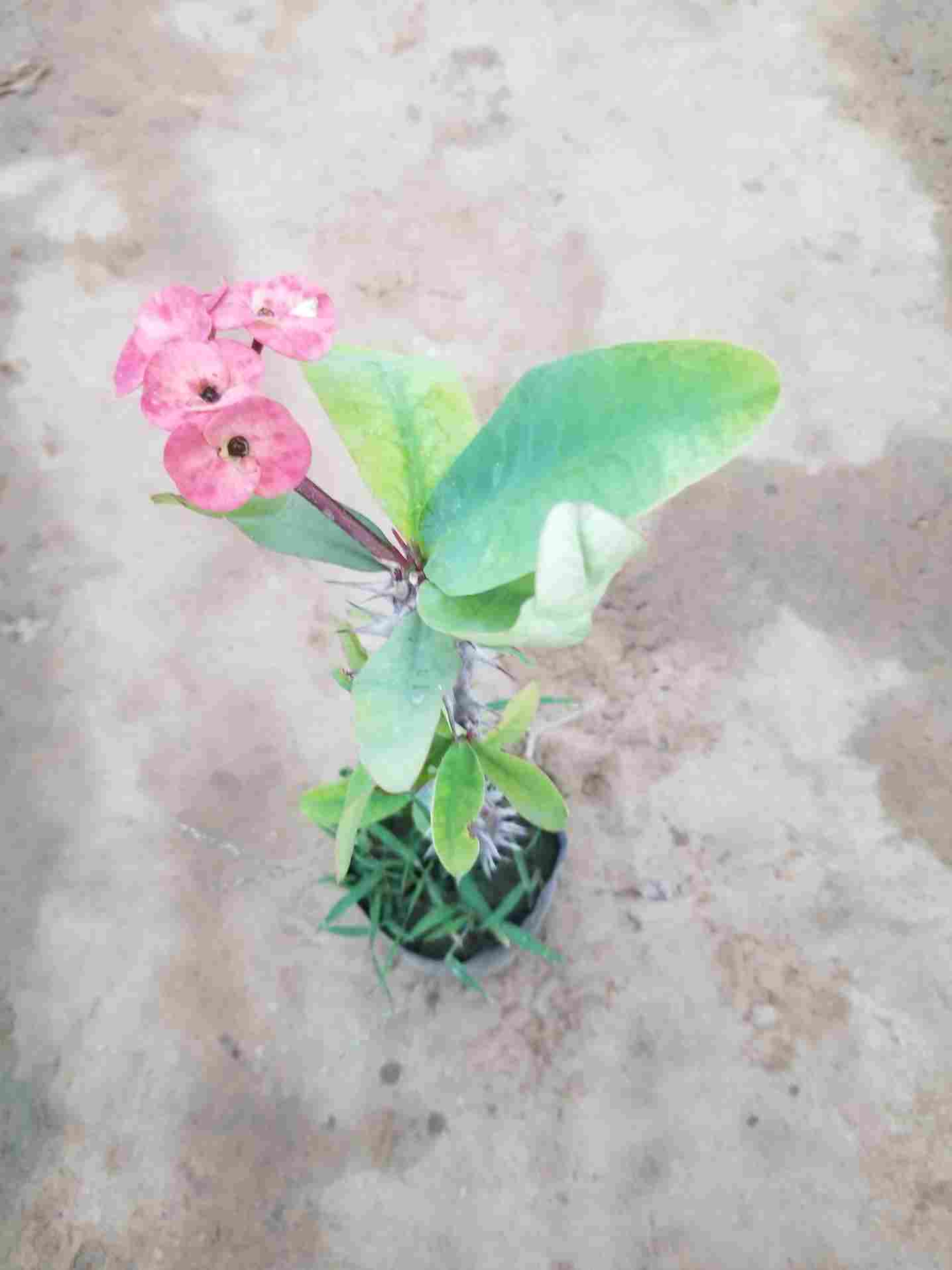 Euphorbia Milii