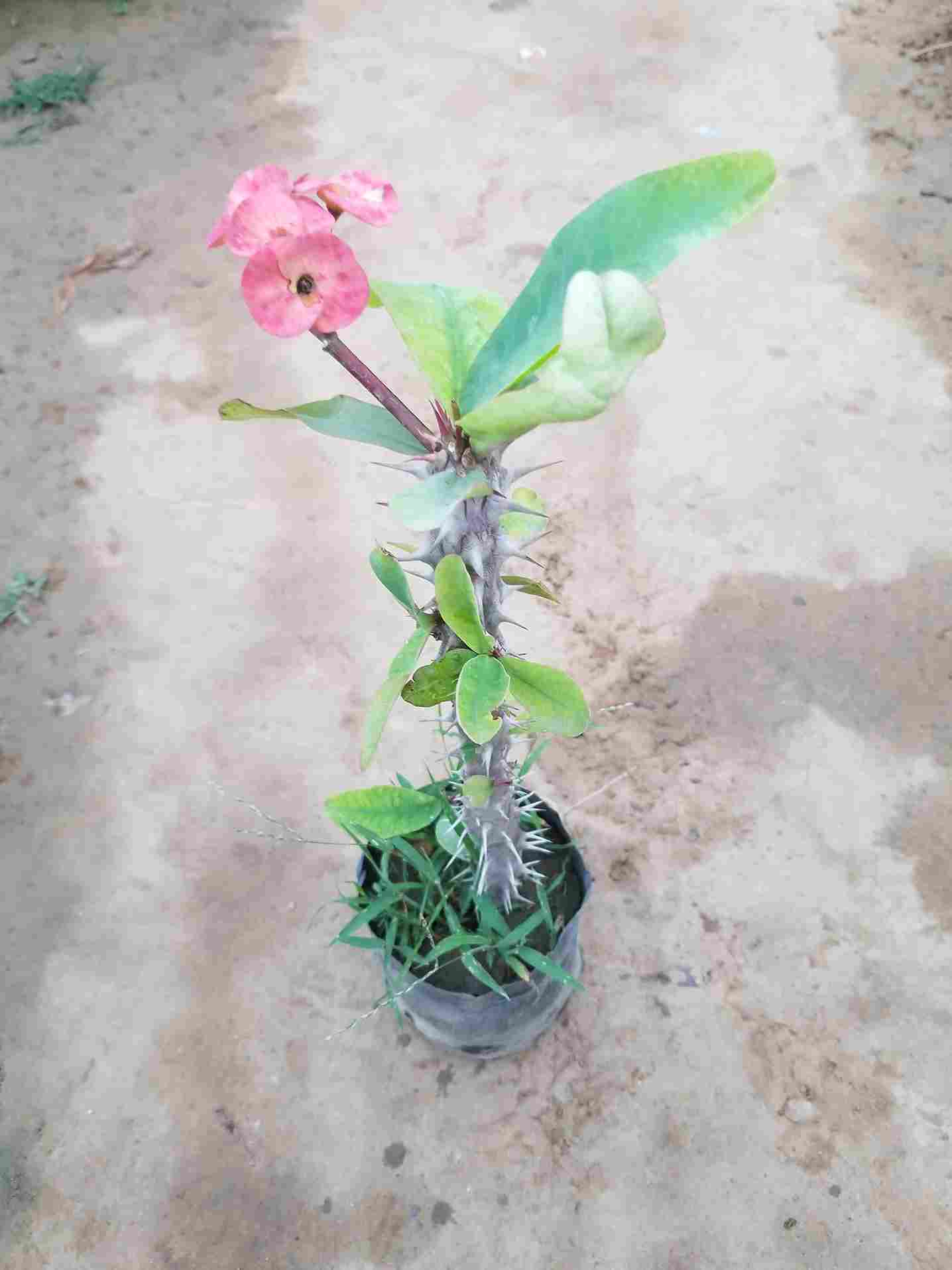 Euphorbia Milii