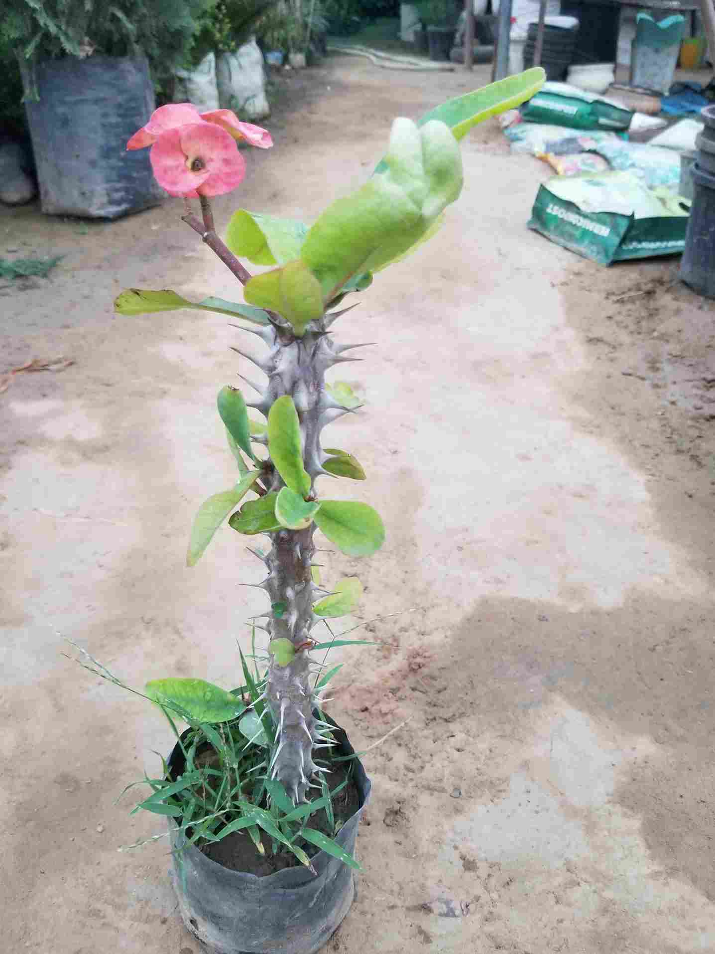 Euphorbia Milii