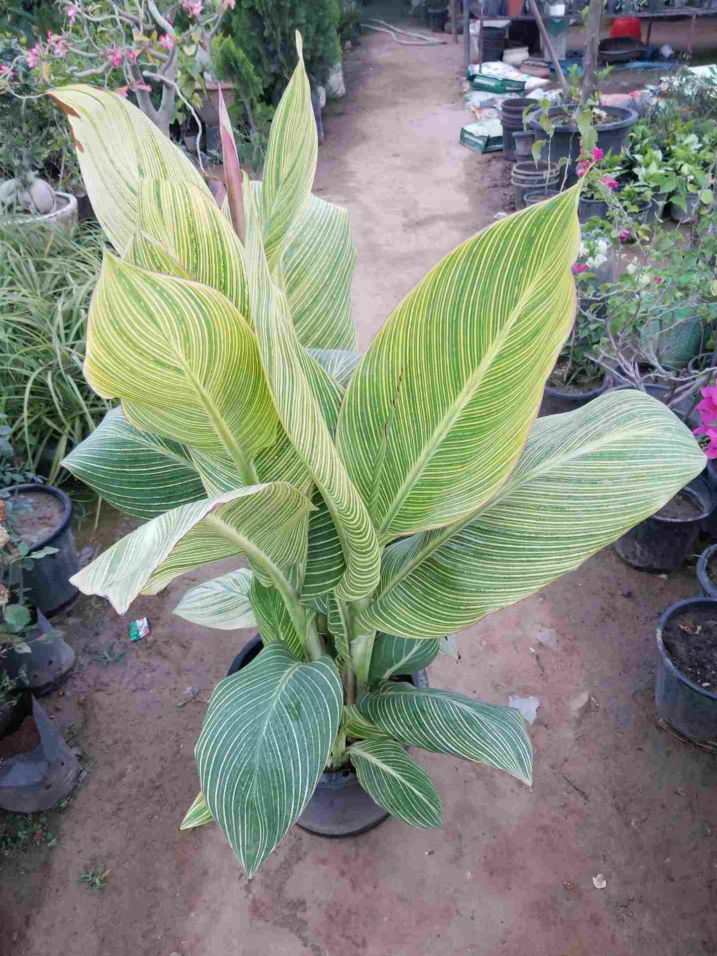 Canna Lily Verigated