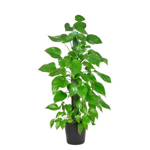 Money Plants