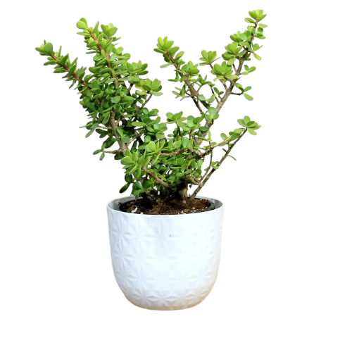 Jade Plant