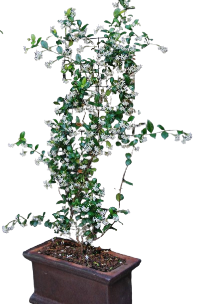 Jasmine