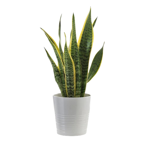 Snake Plants