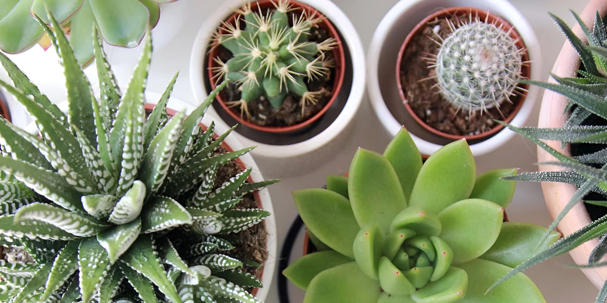 CASTUS & SUCCULENTS