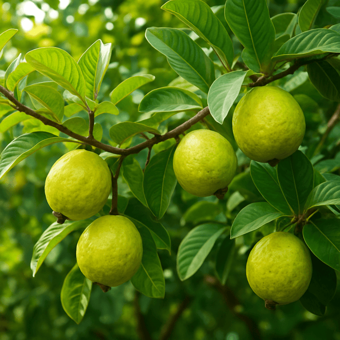 FRUITS PLANTS