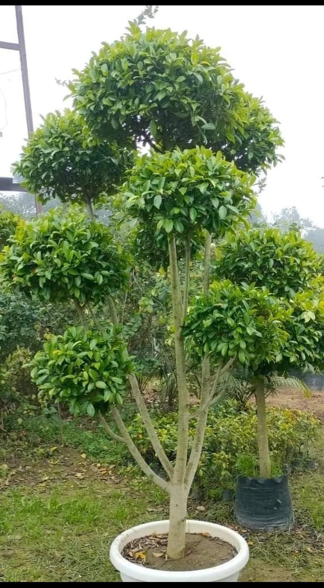 TAPOIRY PLANTS