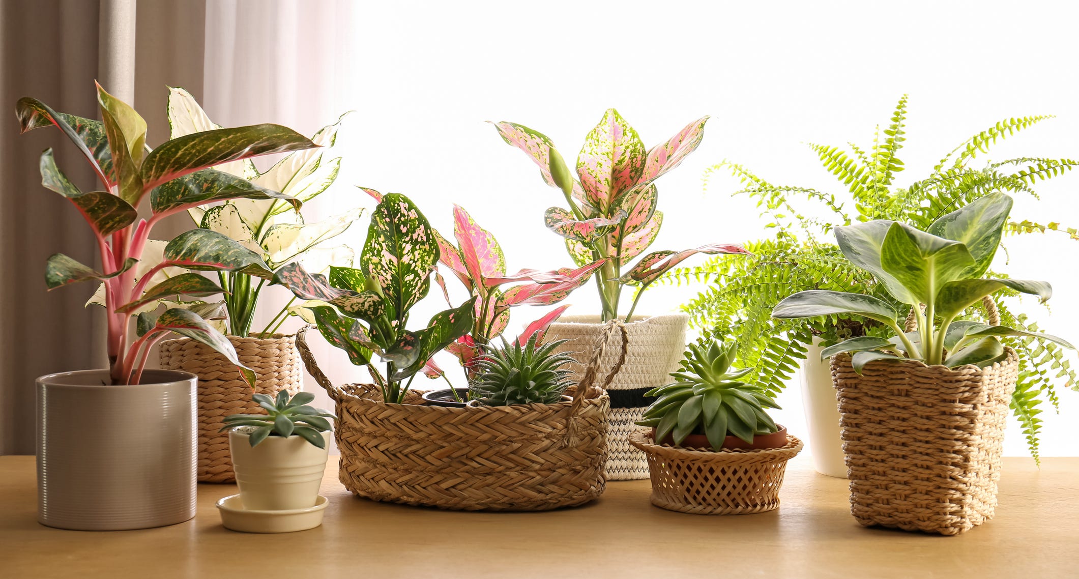 PLANTS BY LOCATIONS