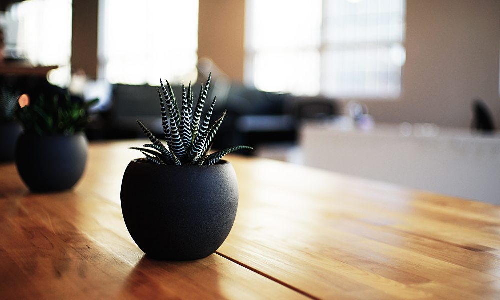 TABLE PLANTS