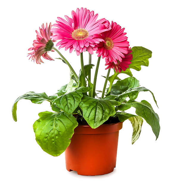 SEASONAL FLOWERING PLANTS