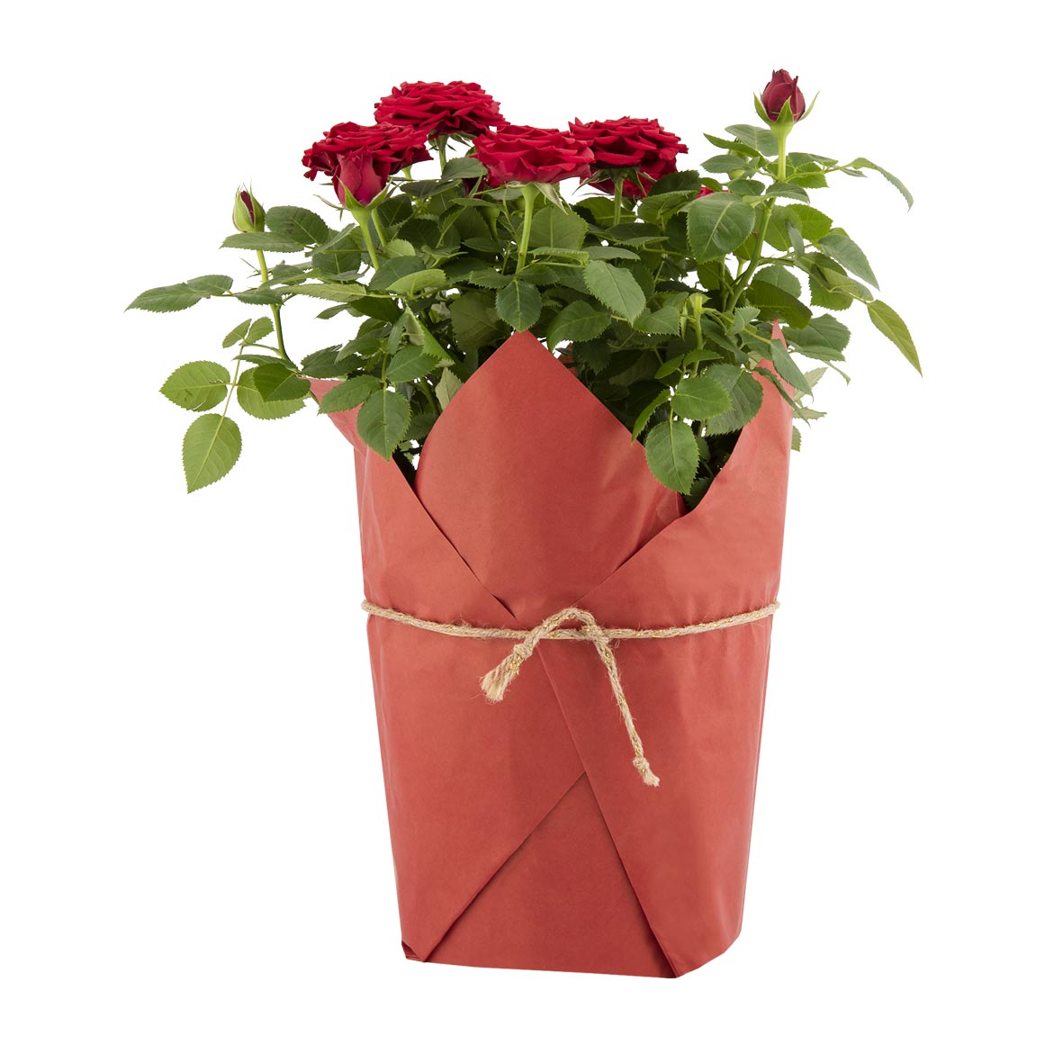 VALENTINES GIFT