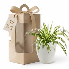 NEW YEAR GIFT
