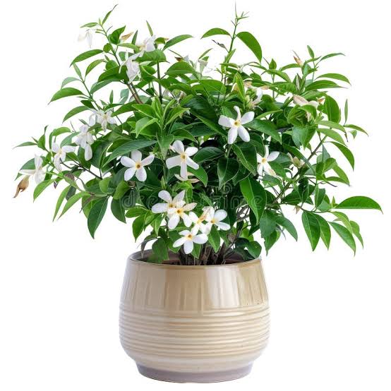 JASMINE