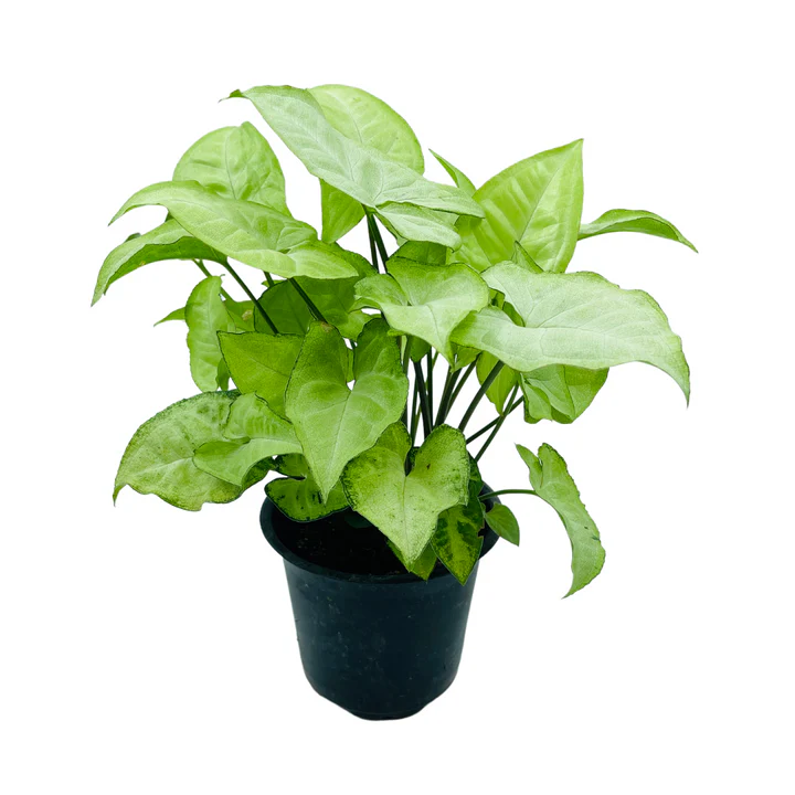 SYNGONIUM