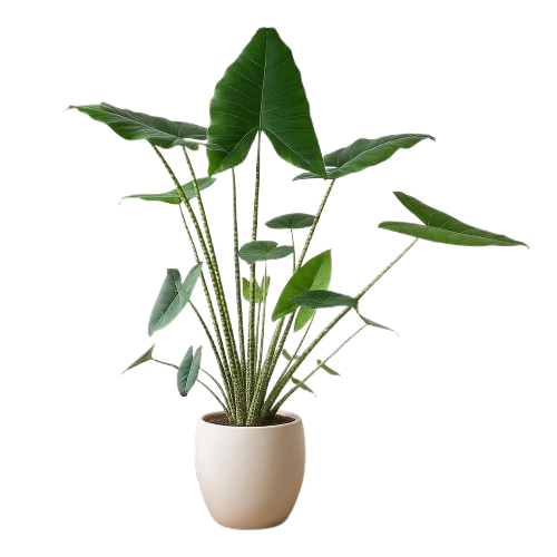 Plant